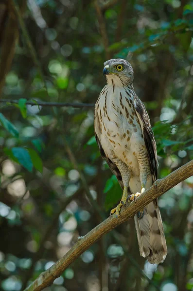 Chocholatý goshawk v přírodě — Stock fotografie