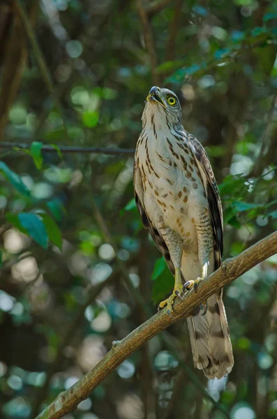 Crested goshawk i naturen — Stockfoto