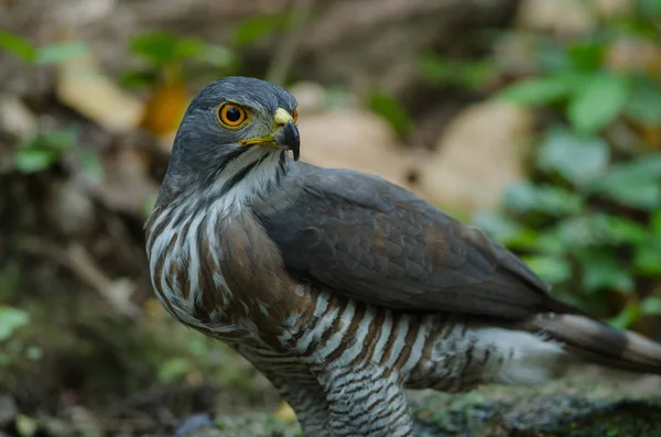 Doğada tepeli çakır kuşu — Stok fotoğraf