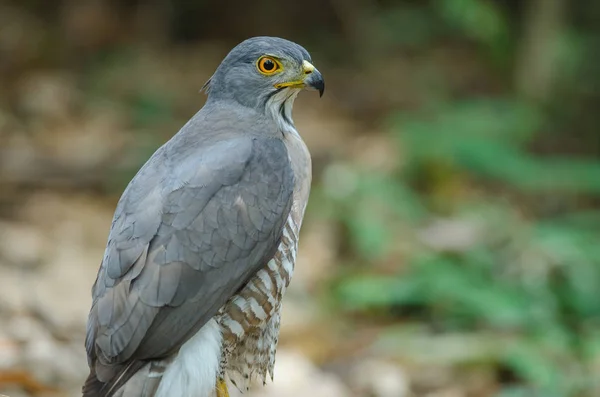 Crested havik in de natuur — Stockfoto