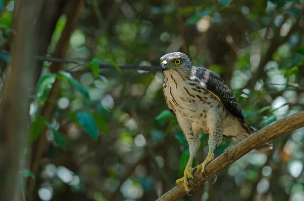 Gavilán encrespado en la naturaleza — Foto de Stock