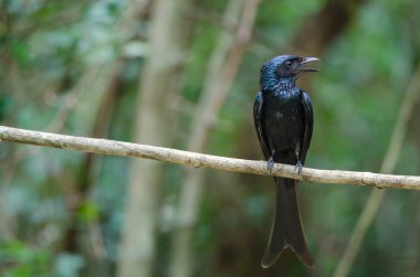 Bronz Drongo kuş (Dicrurus aeneus)