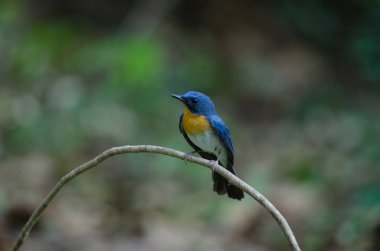 Tickell'ın mavi bir dalda tıraşlama sinekkapan