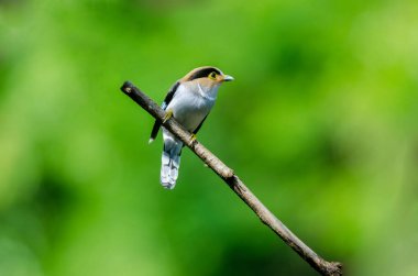 renkli kuş gümüş göğüslü broadbil