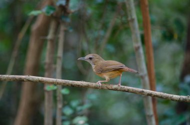 Abbott 'ın Babbler (Malacocincla abbotti)
