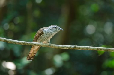 Doğada şeritli Bay guguk kuşu