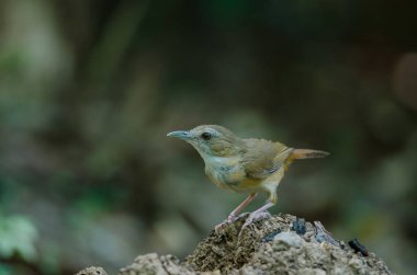 Abbott 'ın Babbler (Malacocincla abbotti)