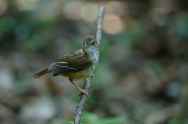 Abbott 'ın Babbler (Malacocincla abbotti)