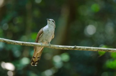 Doğada şeritli Bay guguk kuşu