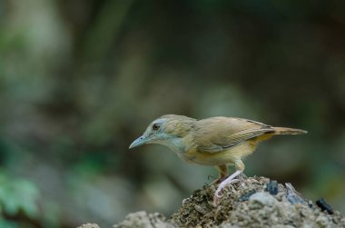 Abbott 'ın Babbler (Malacocincla abbotti)