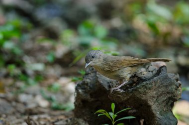 Brown yanaklı Fulvetta, Grey gözlü Fulvetta