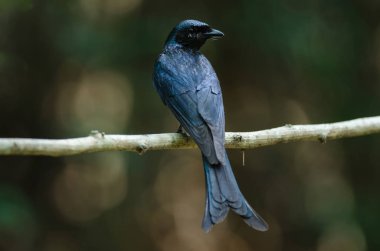 Bronz Drongo kuş (Dicrurus aeneus)