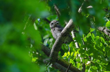 Benekli Owlet (Athene Brama)