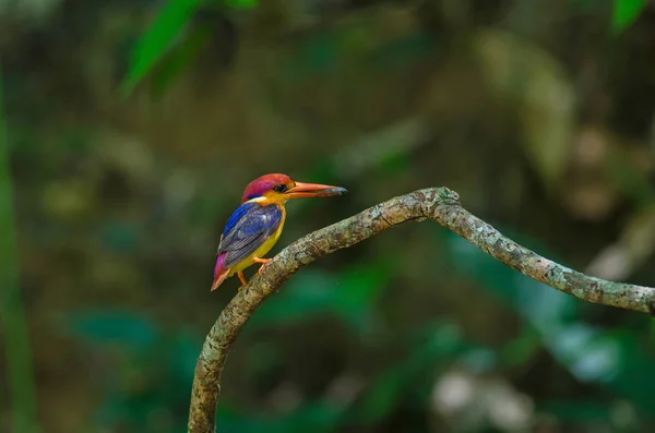 Kingfisher à dos noir ou Kingfisher nain oriental — Photo