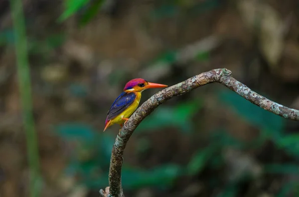 Kingfisher или Oriental Dwarf Kingfisher — стоковое фото