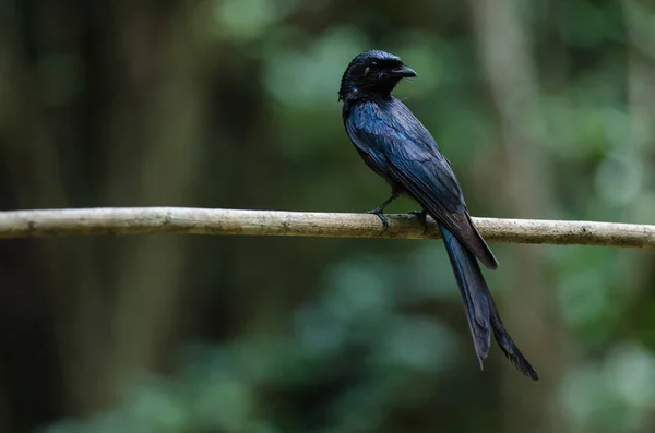 Oiseau Drongo bronze (Dicrurus aeneus) ) — Photo