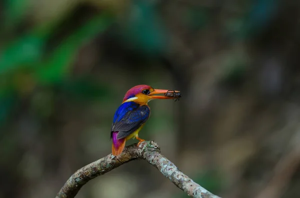 Kingfisher или Oriental Dwarf Kingfisher — стоковое фото