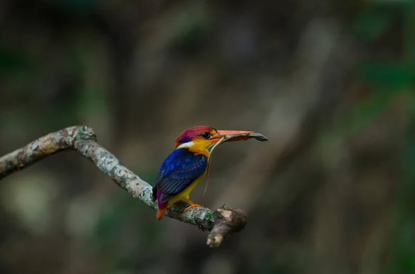 Kingfisher con respaldo negro o enano oriental Kingfisher —  Fotos de Stock