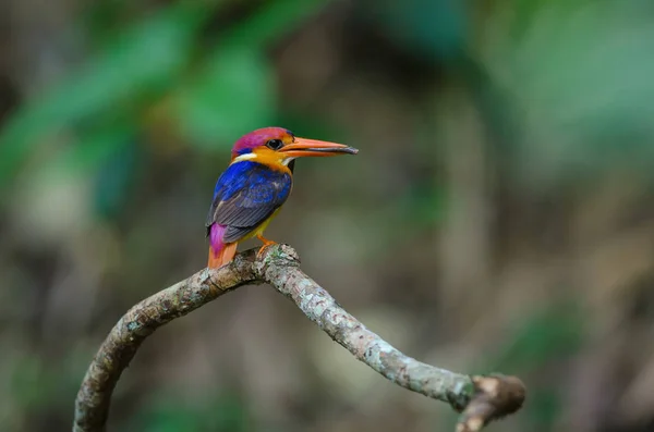 Kingfisher apoiado preto ou Kingfisher anão oriental — Fotografia de Stock