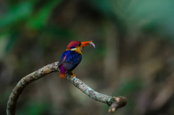 Zimorodek karłowaty lub Oriental Dwarf Kingfisher — Zdjęcie stockowe