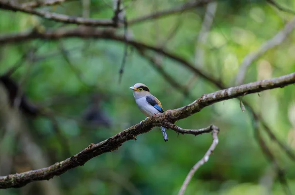 Kleurrijke vogel zilver-breasted broadbil — Stockfoto