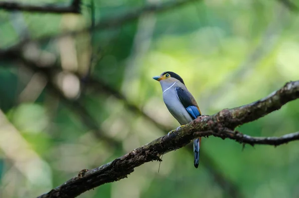 Färgglad fågel Silver-breasted broadbil — Stockfoto