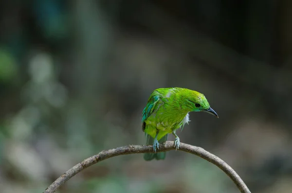 Blauwe gevleugelde Bladvogels zitstokken op boom in het bos — Stockfoto