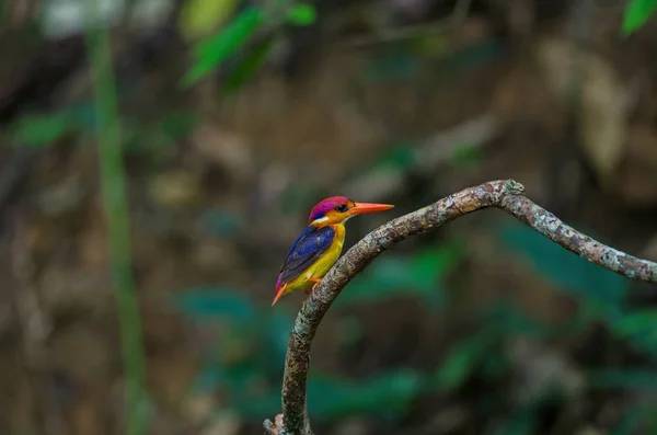 Zimorodek karłowaty lub Oriental Dwarf Kingfisher — Zdjęcie stockowe