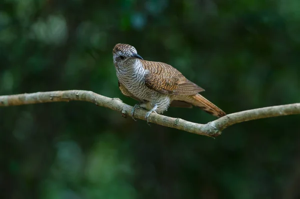 Gebänderter Lorbeer-Kuckuck in der Natur — Stockfoto