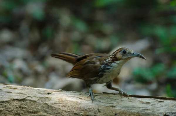 Babbler cimitarra grande (Pomatorhinus hypoleucos  ) —  Fotos de Stock