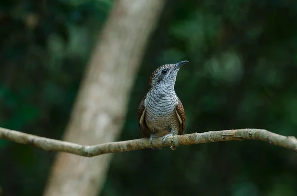 Coucou bagué dans la nature — Photo