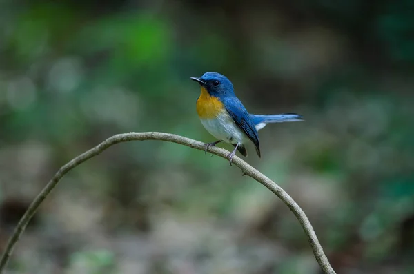 O apanhador de moscas azul do Tickell a empoleirar-se num ramo — Fotografia de Stock