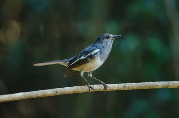 Pettirosso orientale (Copsychus saularis) su ramo — Foto Stock