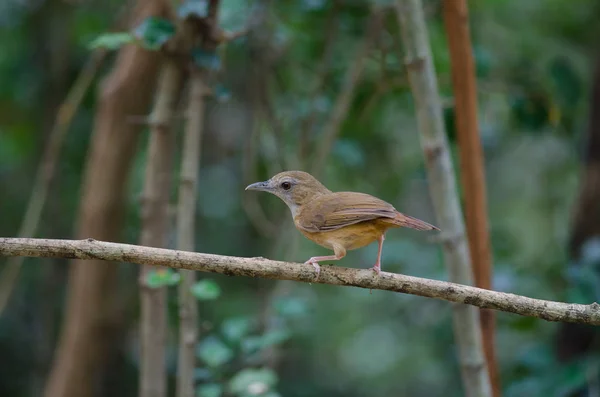 Abbott Babbler (Malacocincla abbotti ) — Stok Foto