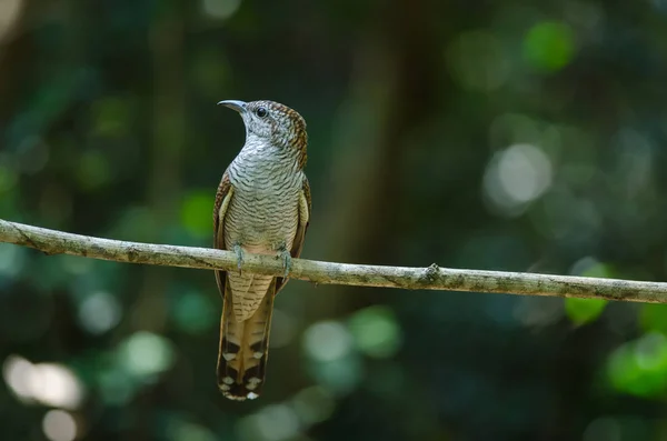 Coucou bagué dans la nature — Photo