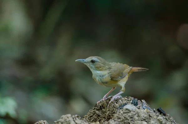 Abbott ' s Babbler (Malacoc万ta abbotti)) — 图库照片