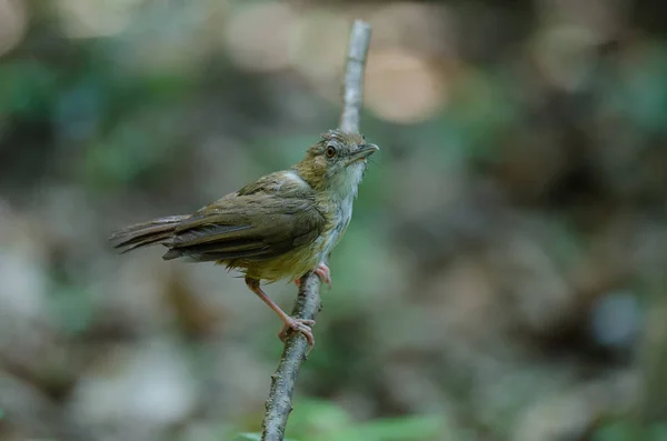 Abbott 's Babbler (Malacocincla abbotti ) — стоковое фото