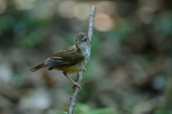 Abbott 's Babbler (Malacocincla abbotti ) — стоковое фото