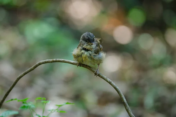 Barnarcú Fulvetta, a szürke szemű Fulvetta — Stock Fotó