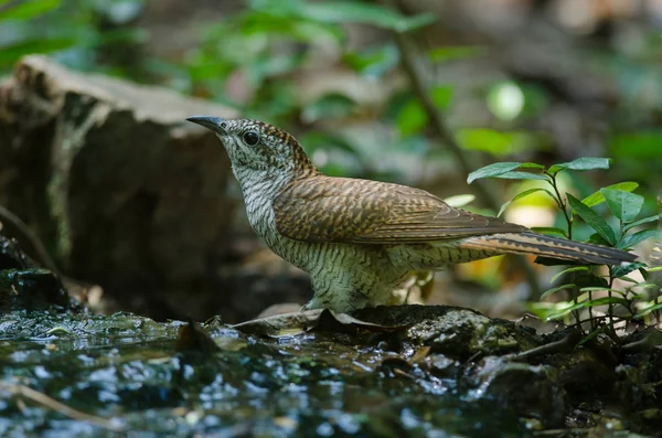 Coucou bagué dans la nature — Photo