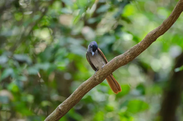 Asiático paraíso flycatcher posado en un rama —  Fotos de Stock