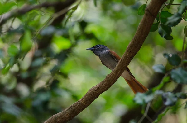 Asiático paraíso flycatcher poleiro em um ramo — Fotografia de Stock