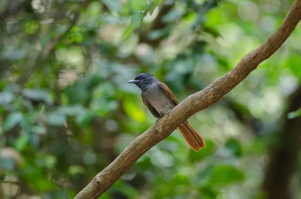 Asijské ráj flycatcher, sedící na větvi — Stock fotografie