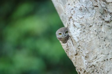 Benekli Owlet (Athene Brama)