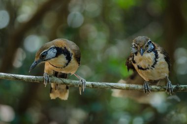 Doğada dal üzerinde Büyük Kolye Laughingthrush