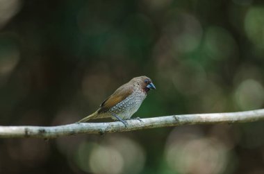 Pullu göğüslü munia (Lonchura punctulata)