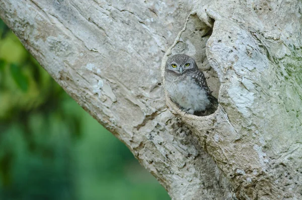 Gevlekte Owlet (Athene Brama) — Stockfoto