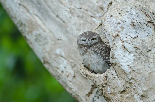 Pettyes törpekuvik (Athene Brama) — Stock Fotó