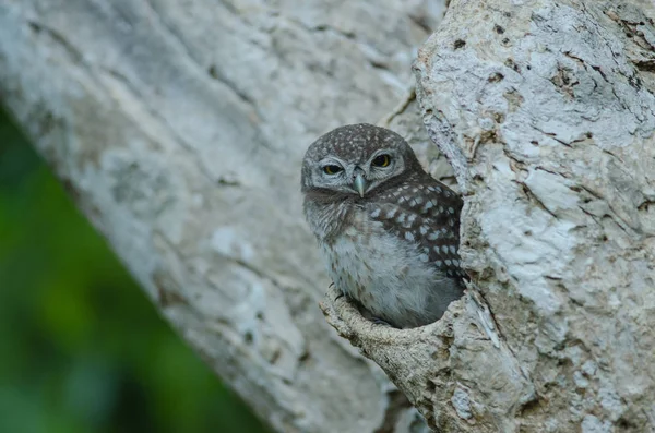 Spotted owlet (Athene brama) — Stock Photo, Image