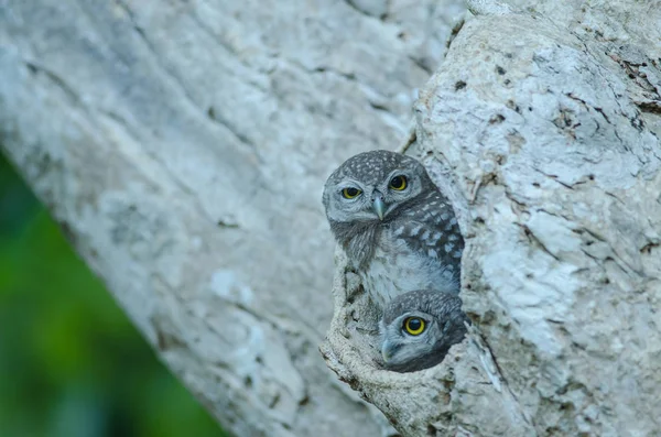 Pettyes törpekuvik (Athene Brama) — Stock Fotó